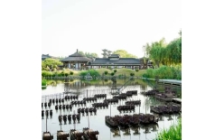 2026长沙夏季团建新篇：贝塔团建以‘长安的荔枝’解锁国风团建新体验